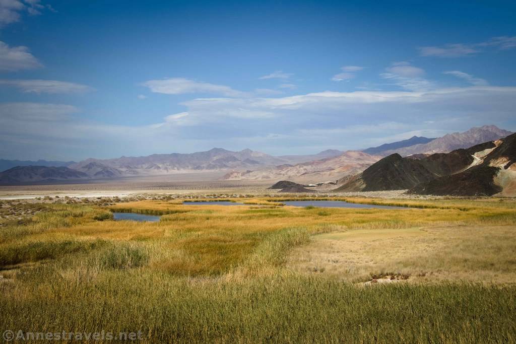Saratoga Spring Grass and reeds around Saratoga Spring in Death Valley National Park, California