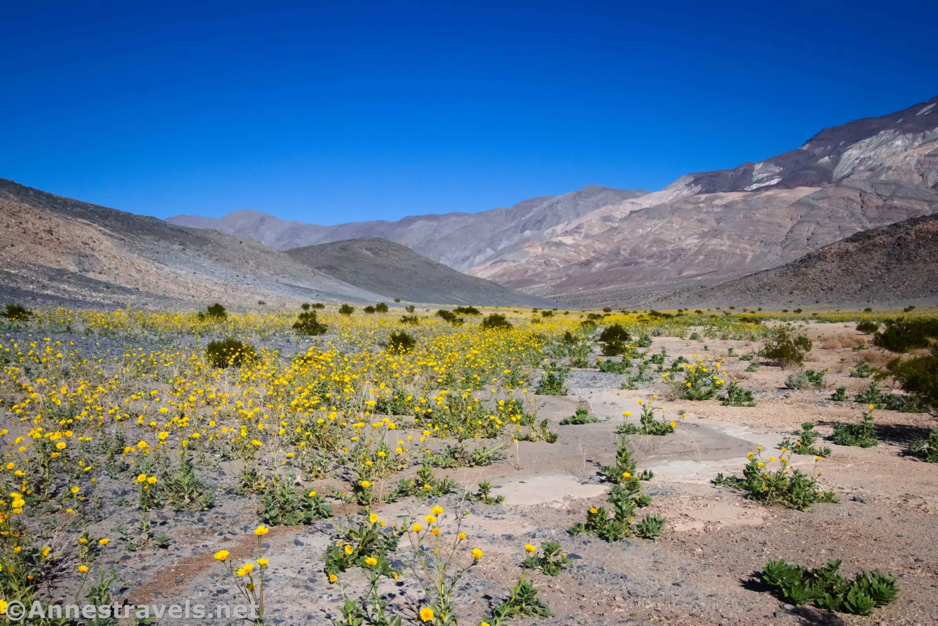 Yellow Wildflowers in the Valley Yellow wildflowers in a desert valley with dry colorful mountains in the background