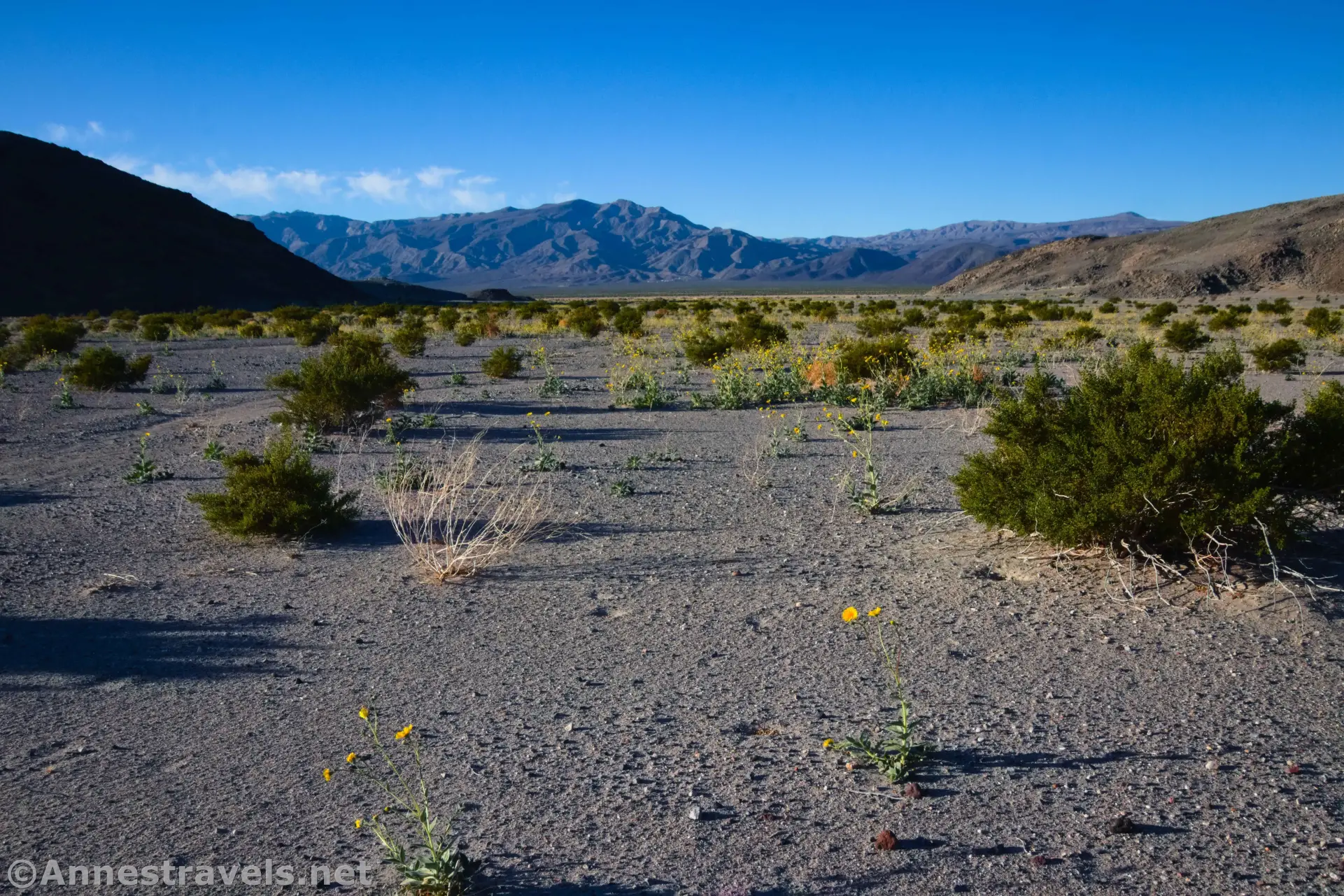 Walking Across the Desert Wildflowers and brush on a desert plain with distant rugged mountains