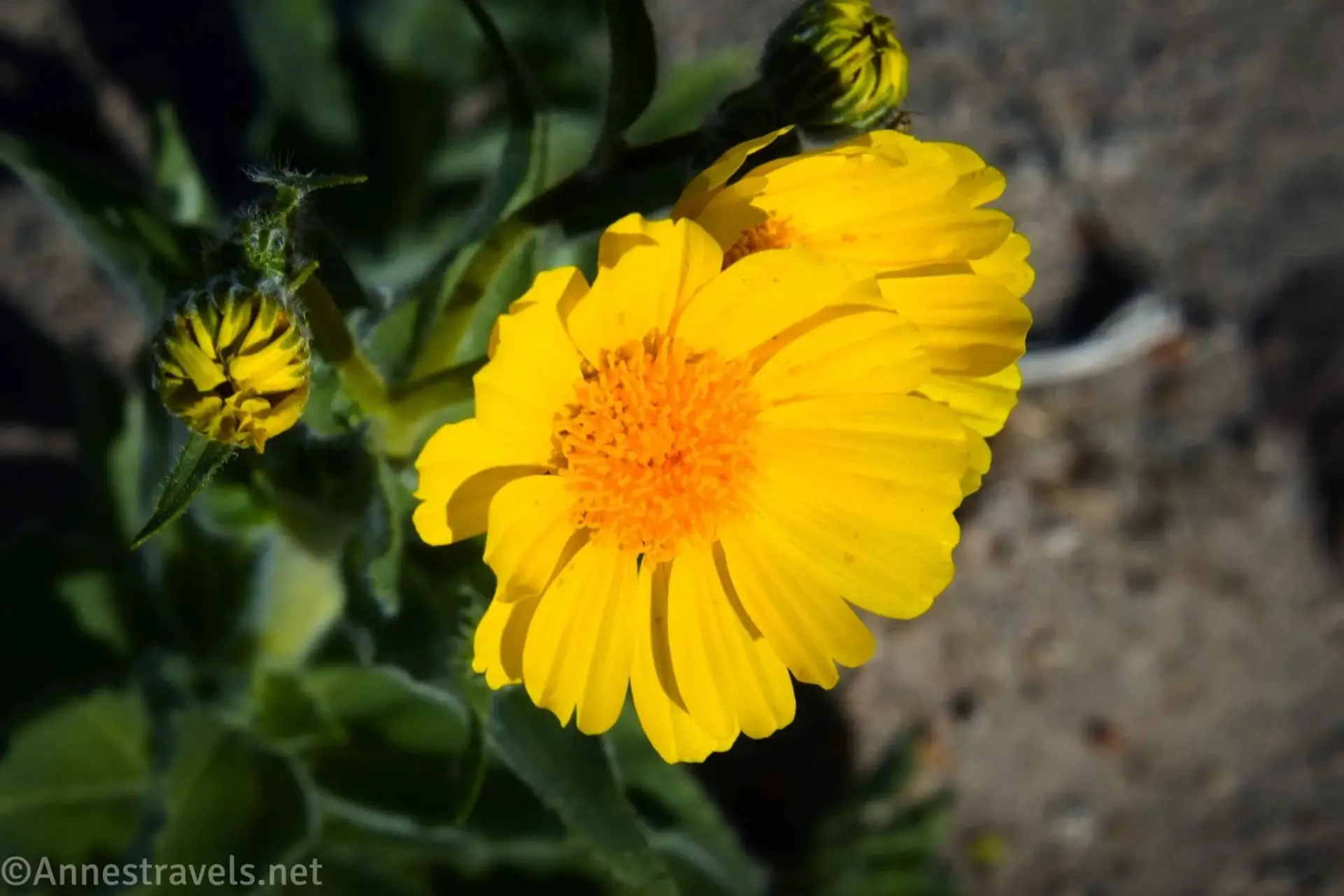 Desert Marigold A yellow flower with a yellow center and two yellow buds