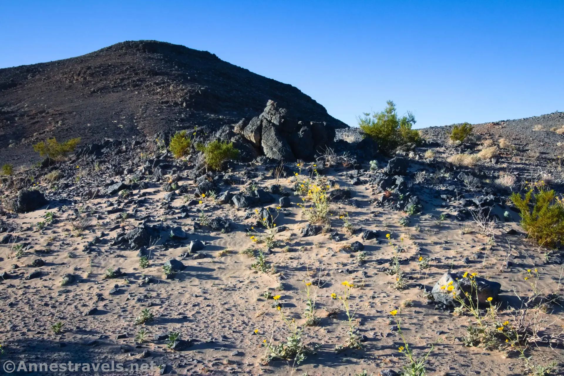 Beginning the Ascent of Lake Hill Wildflowers in sand and rocks with a black hill in the background