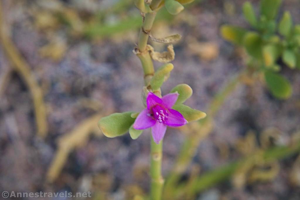 Western Sea-purslane Western Sea-purslane at Saratoga Spring, Death Valley National Park, California