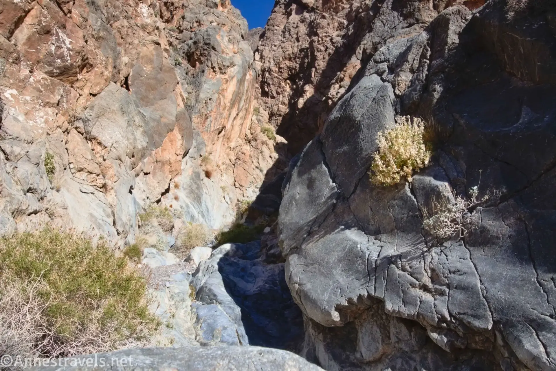 Bushes in Slit Canyon Desert bushes in rocks in a desert canyon