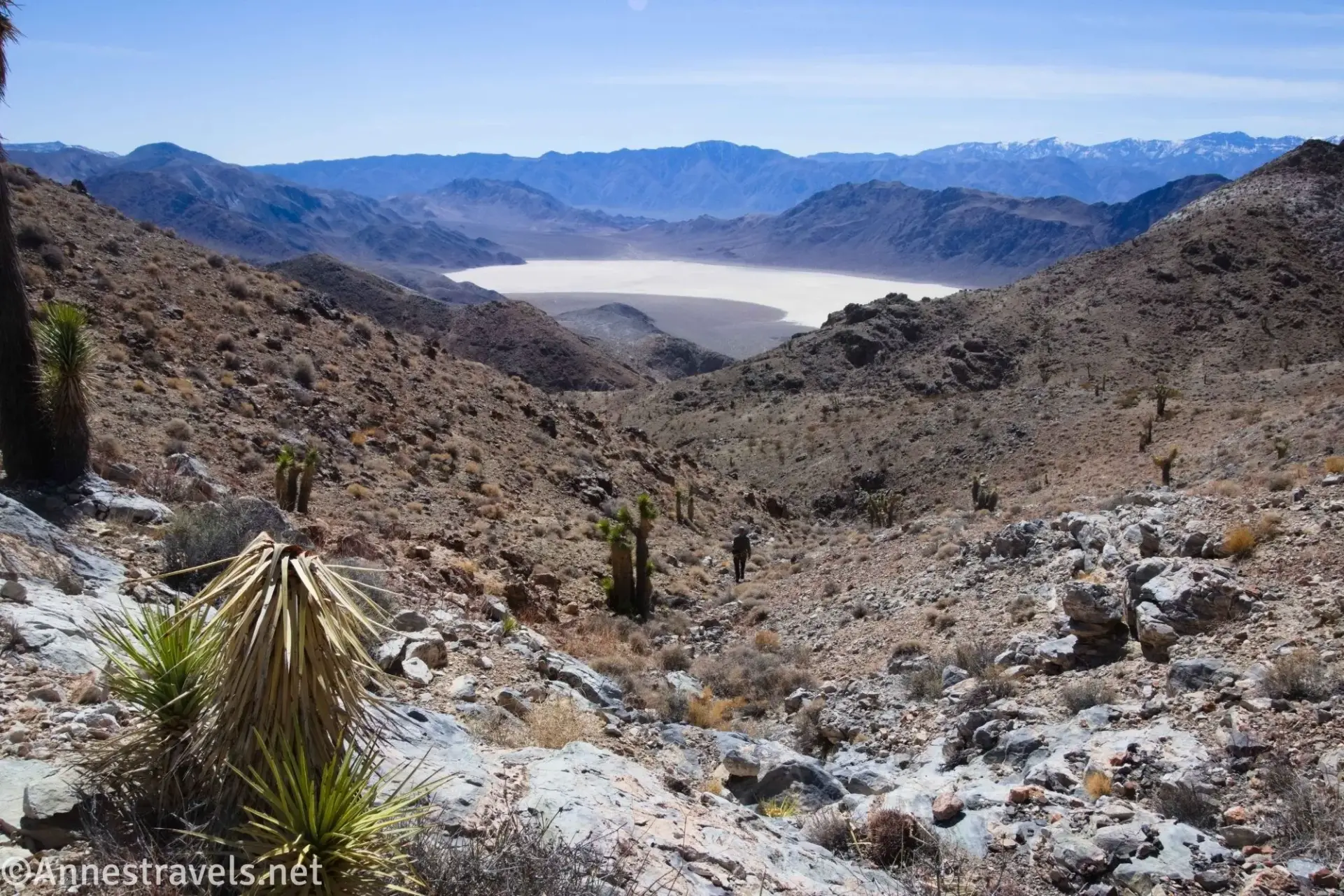 Joshua Trees Over the Racetrack Joshua trees while descending a desert hillside with playa in the valley and distant snowy mountains