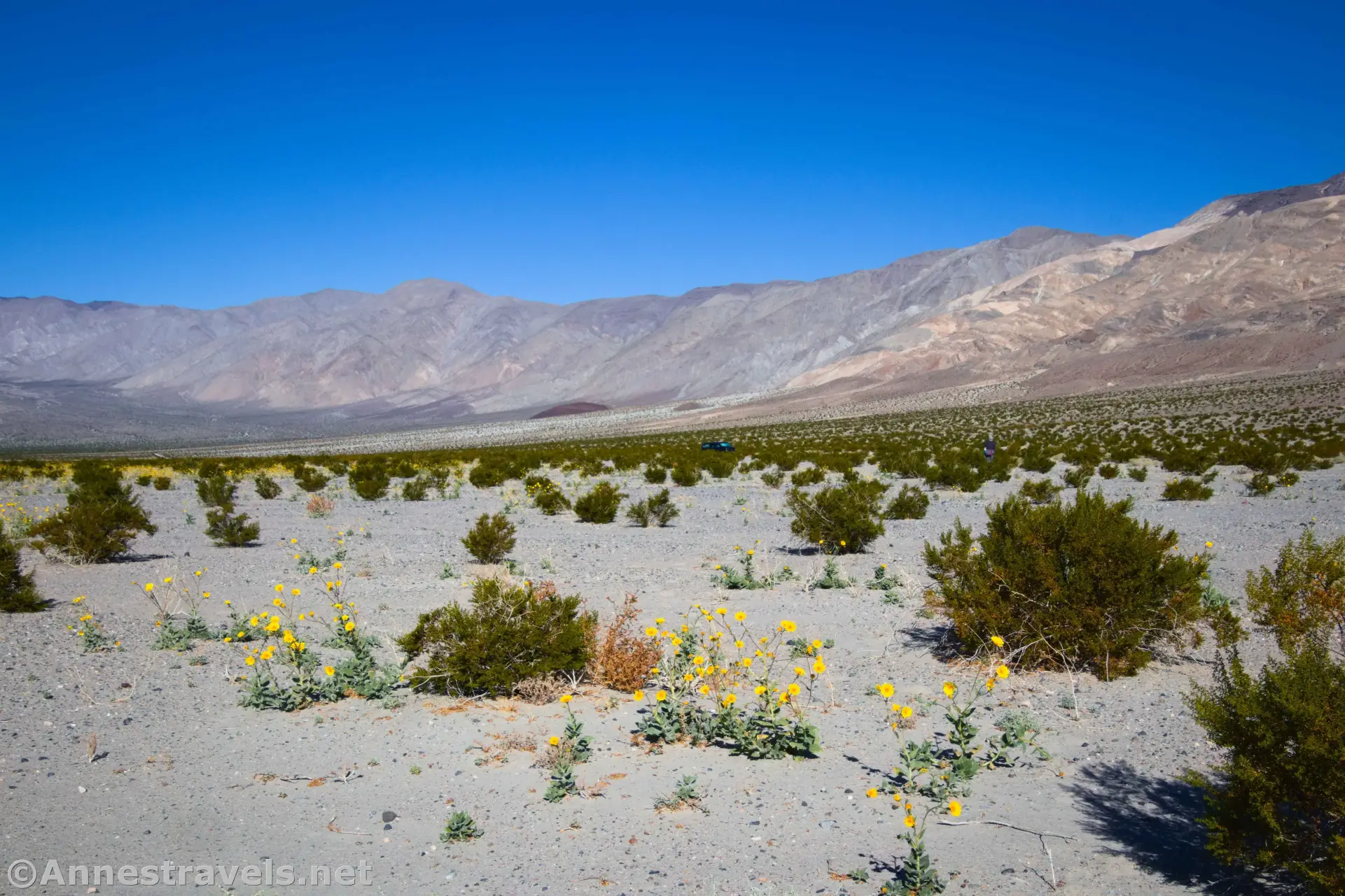 Looking Back to the Parking Spot Wildflowers and brush on a desert plain with distant mountains