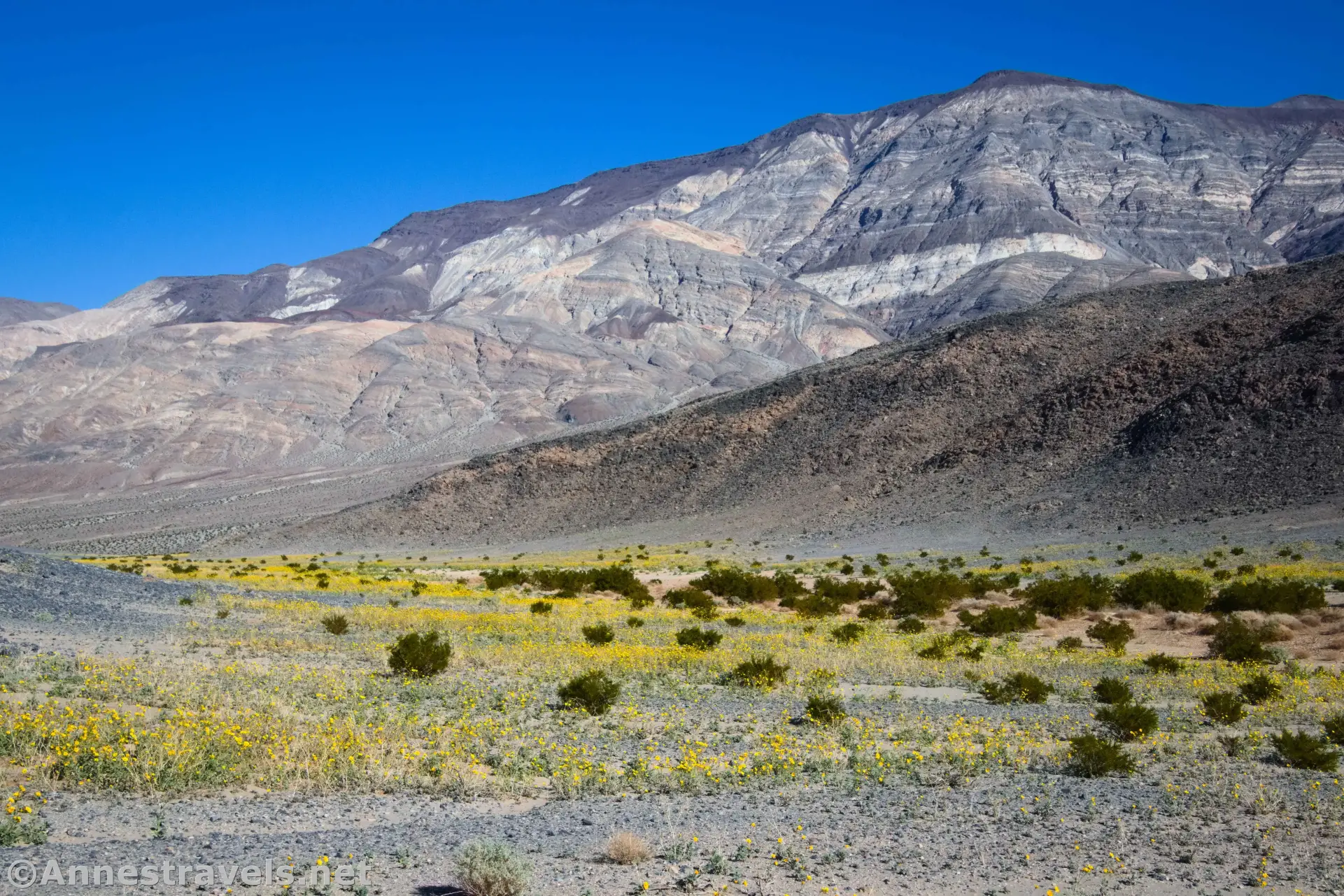 Wildflowers in the valley beside Lake Hill Yellow wildflowers and brush below colorful cliffs of the Cottonwood Mountains