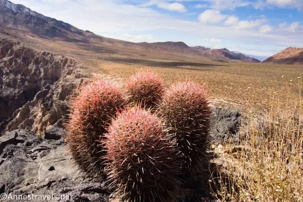 Cottontop Cactus at the Echo Canyon Overlook Cottontop cactus at the Echo Canyon Overlook, Death Valley National Park, California