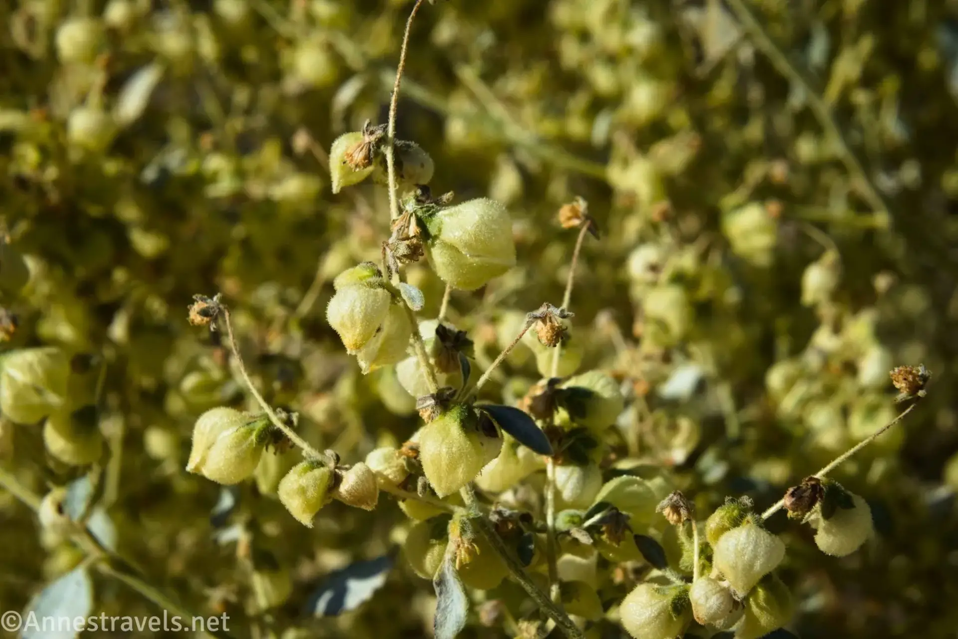 Texas Burstwort Blooms Pale yellow flowers on pale yellow stems