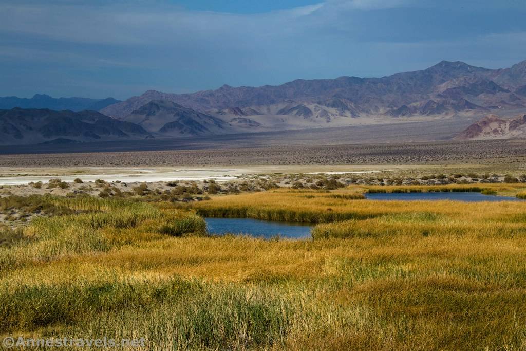 Saratoga Spring in Death Valley Views across Saratoga Spring, Death Valley National Park, California