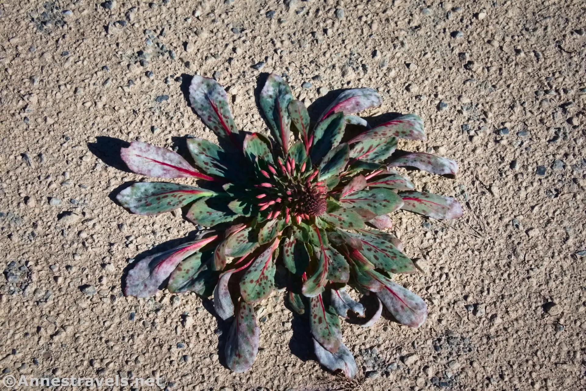 Booth's Evening Primrose A green-leaved plant with maroon veins and buds