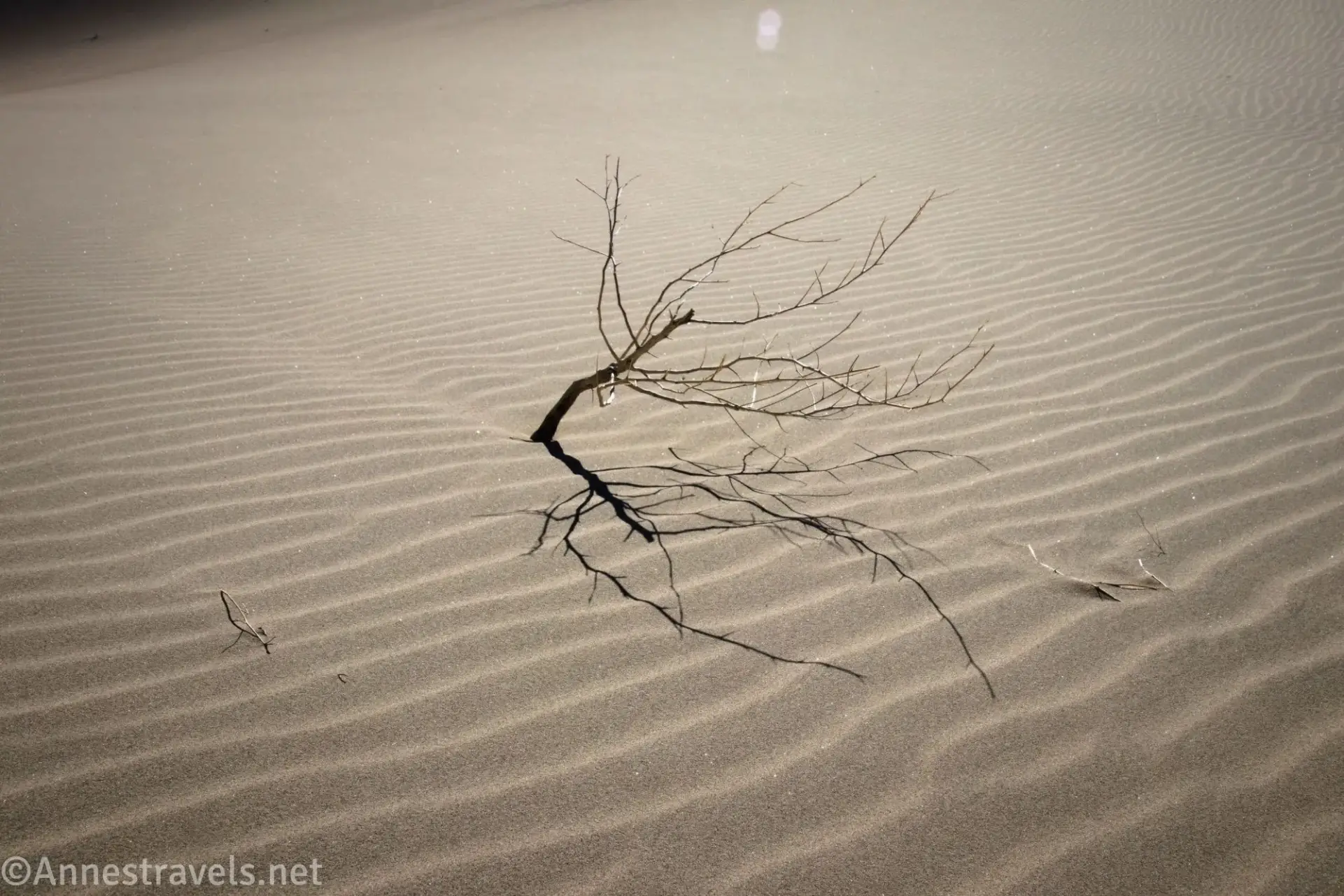 Dead Sagebrush The skeleton of a sagebrush in rippled sand