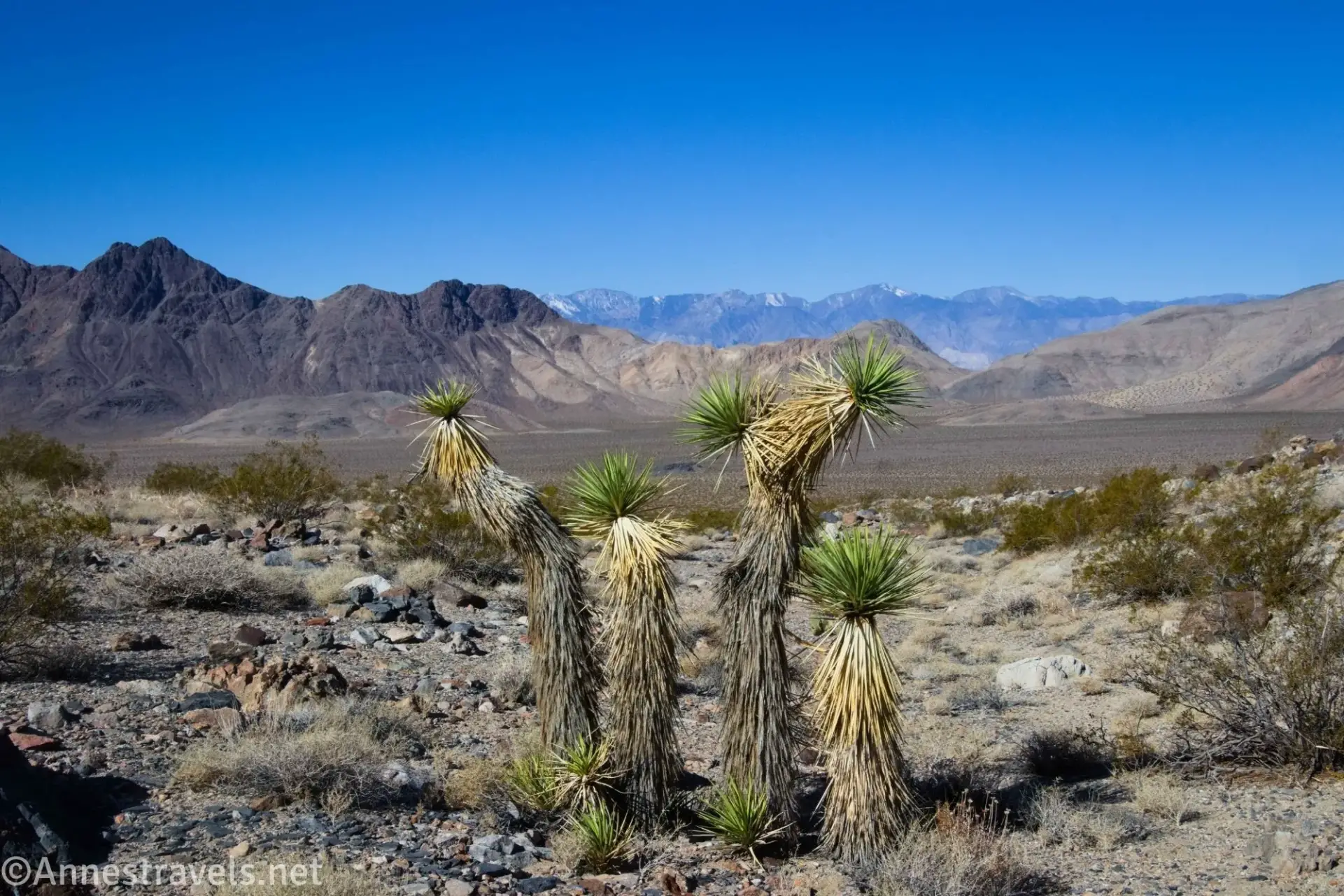 Joshua Trees on the plain Joshua trees on a desert plain with rugged and snowy mountains in the background