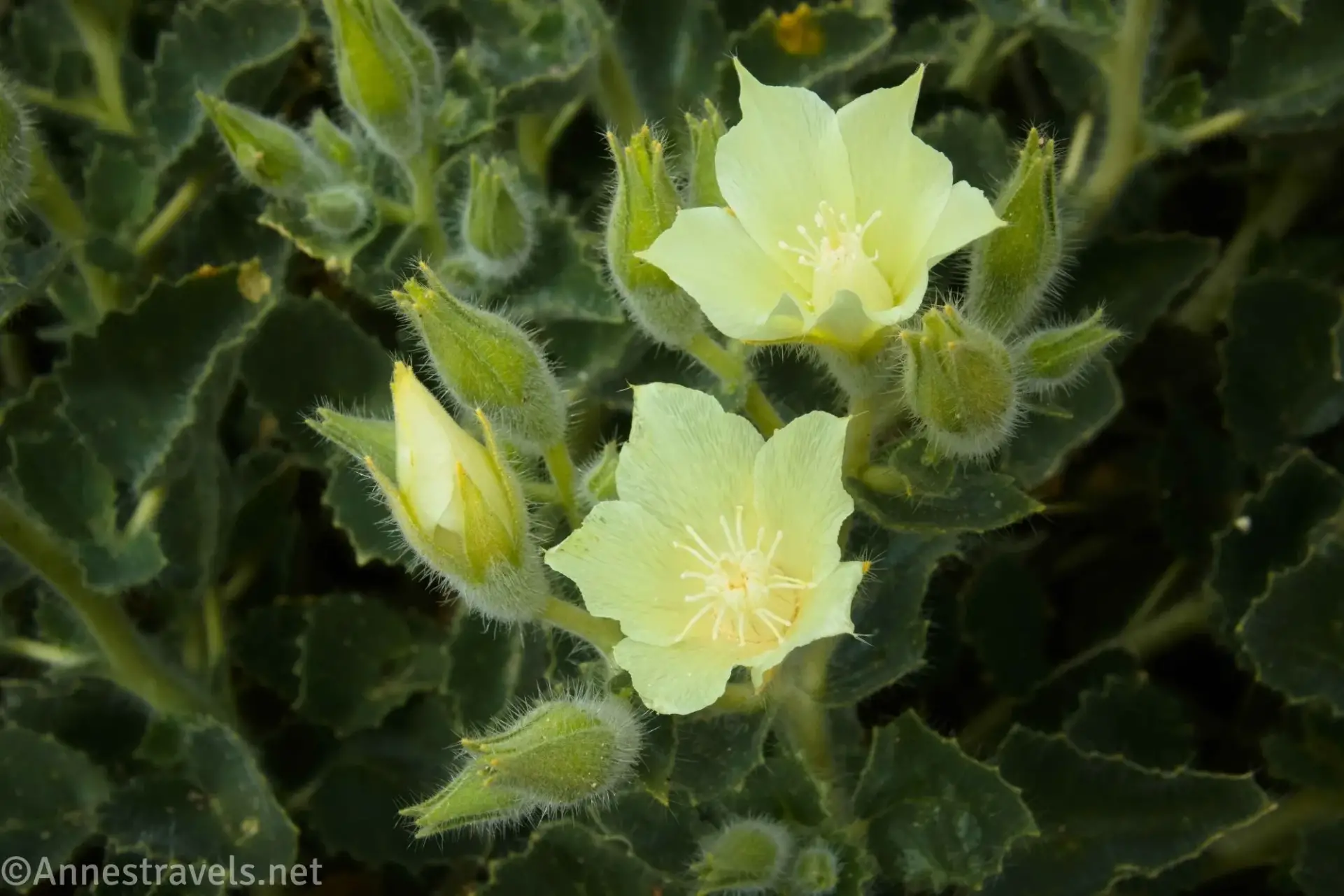 Desert Rock Nettle Two yellow blooms and a yellow bud on a green plant