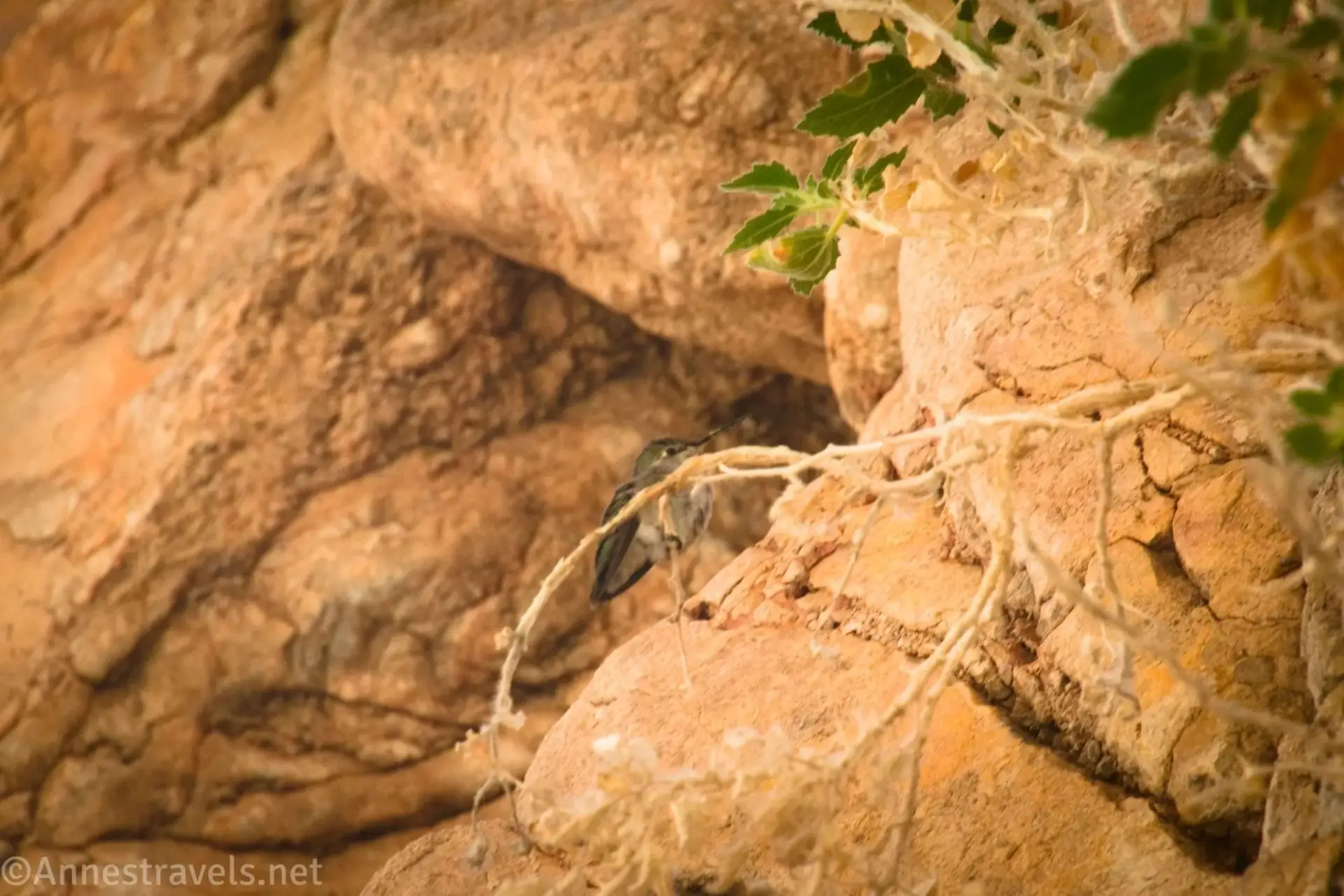Hummingbird in Slit Canyon A hummingbird perches on a stick in the desert