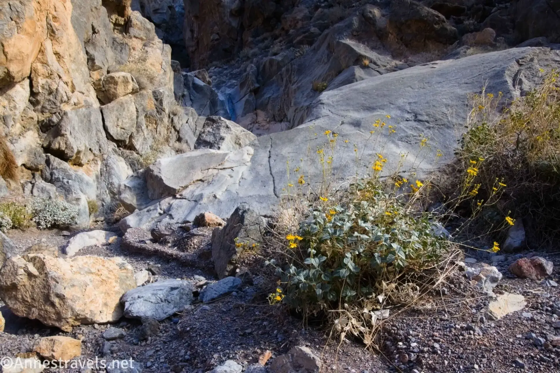Wildflowers in Slit Canyon Wildflowers beside rocks and gravel