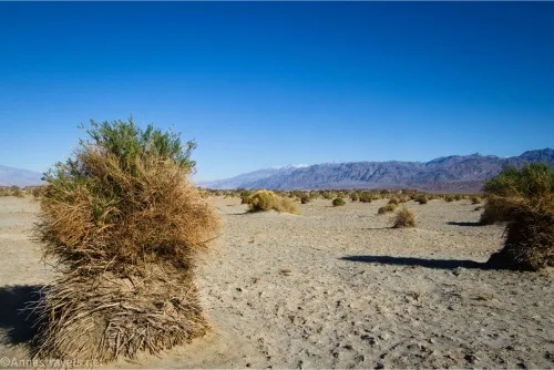 Devils Cornfield – Death Valley National Park