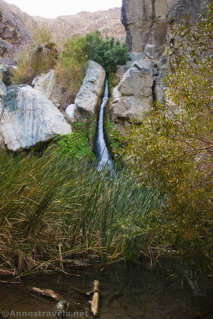Brush in front of a waterfall in a desert canyon