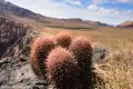 Cottontop Cactus at the Echo Canyon Overlook Cottontop cactus at the Echo Canyon Overlook, Death Valley National Park, California