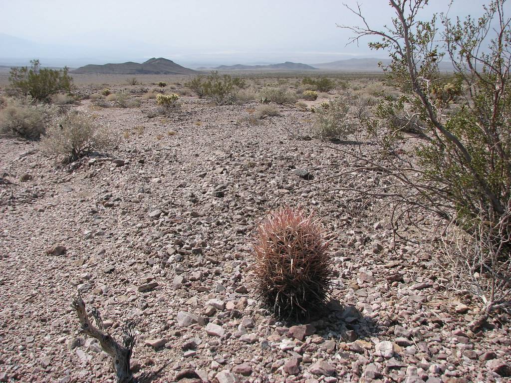 AA Barrel Cactus near Monarch Canyon, Death Valley National Park, California