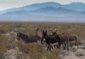 Wild Burros along the Daylight Pass Road near Beatty, Death Valley National Park, California