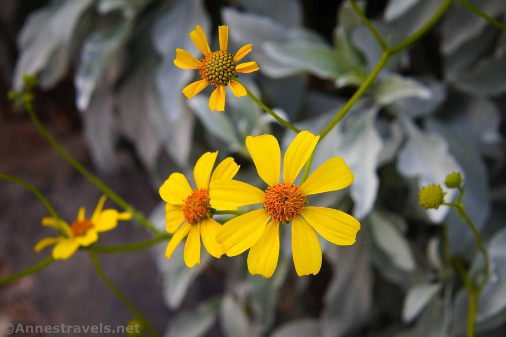 Yellow flowers and green leaves
