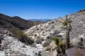 Near the Top of the Canyon Joshua trees and shallow desert gorge with distant snowy mountains