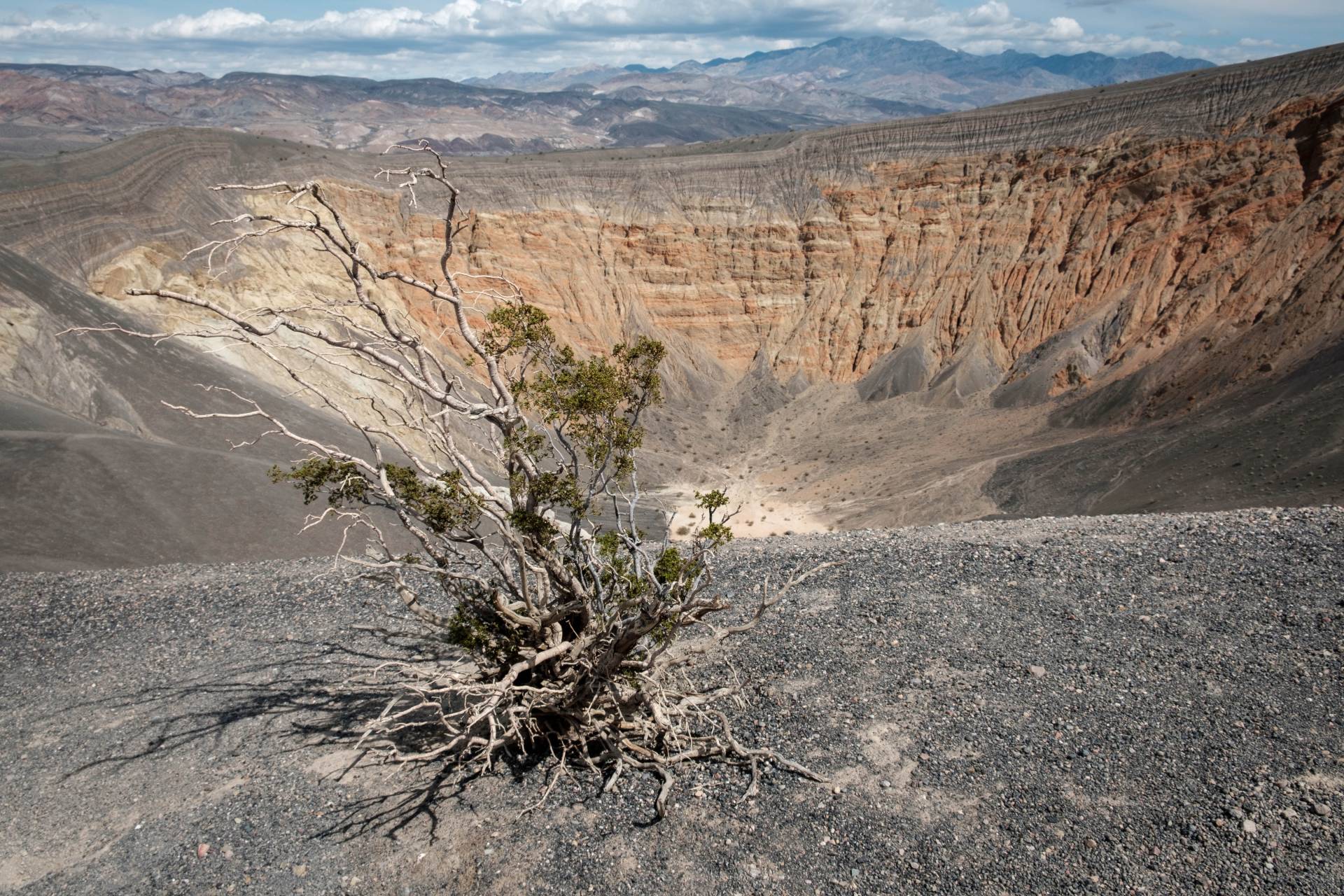 Bush on the rim of the Ubehebe Crater, The Historic Stovepipe Well, Death Valley National Park, California