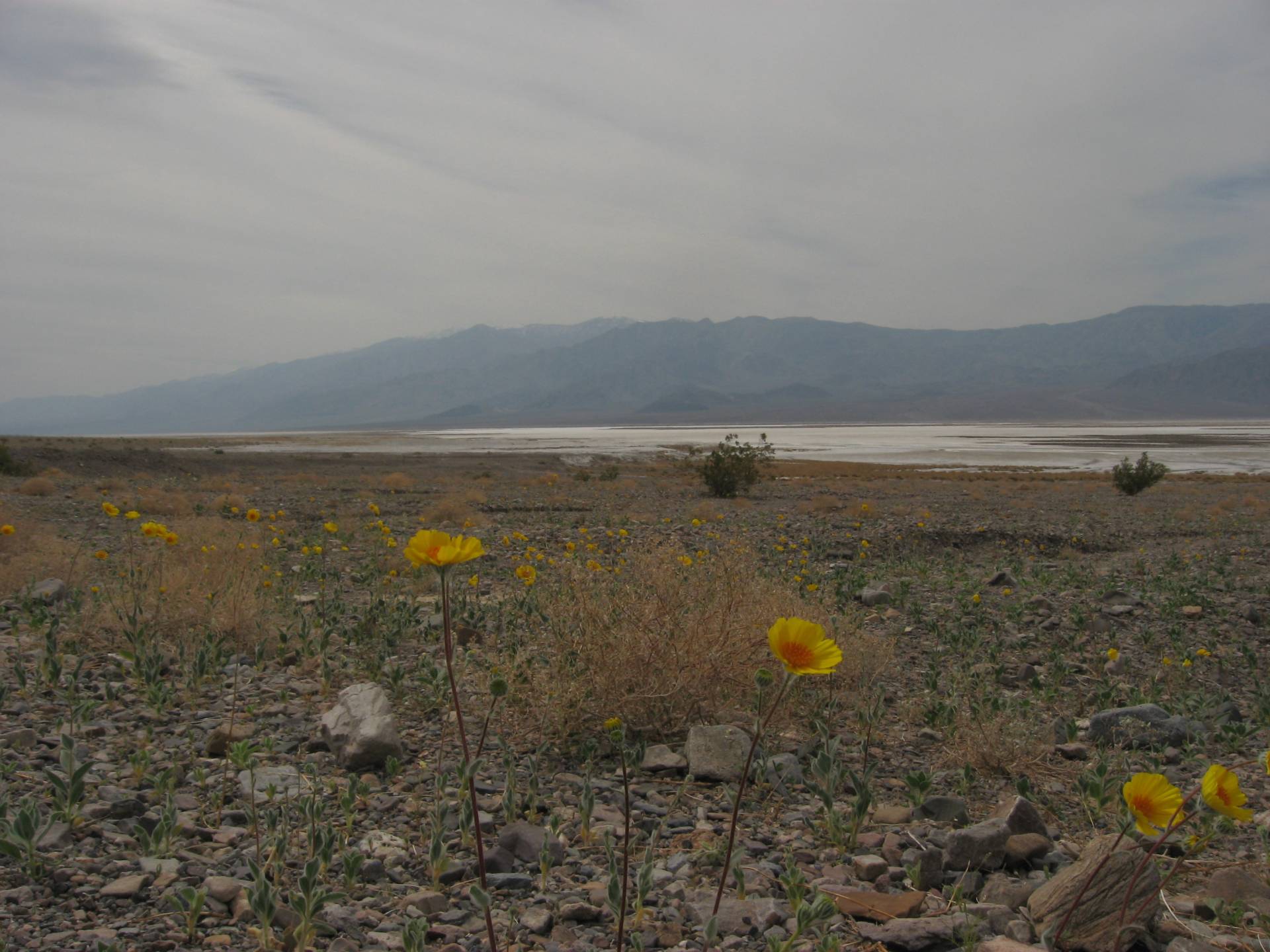 Wildflowers along CA-190, Death Valley National Park, California