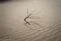 Dead Sagebrush The skeleton of a sagebrush in rippled sand