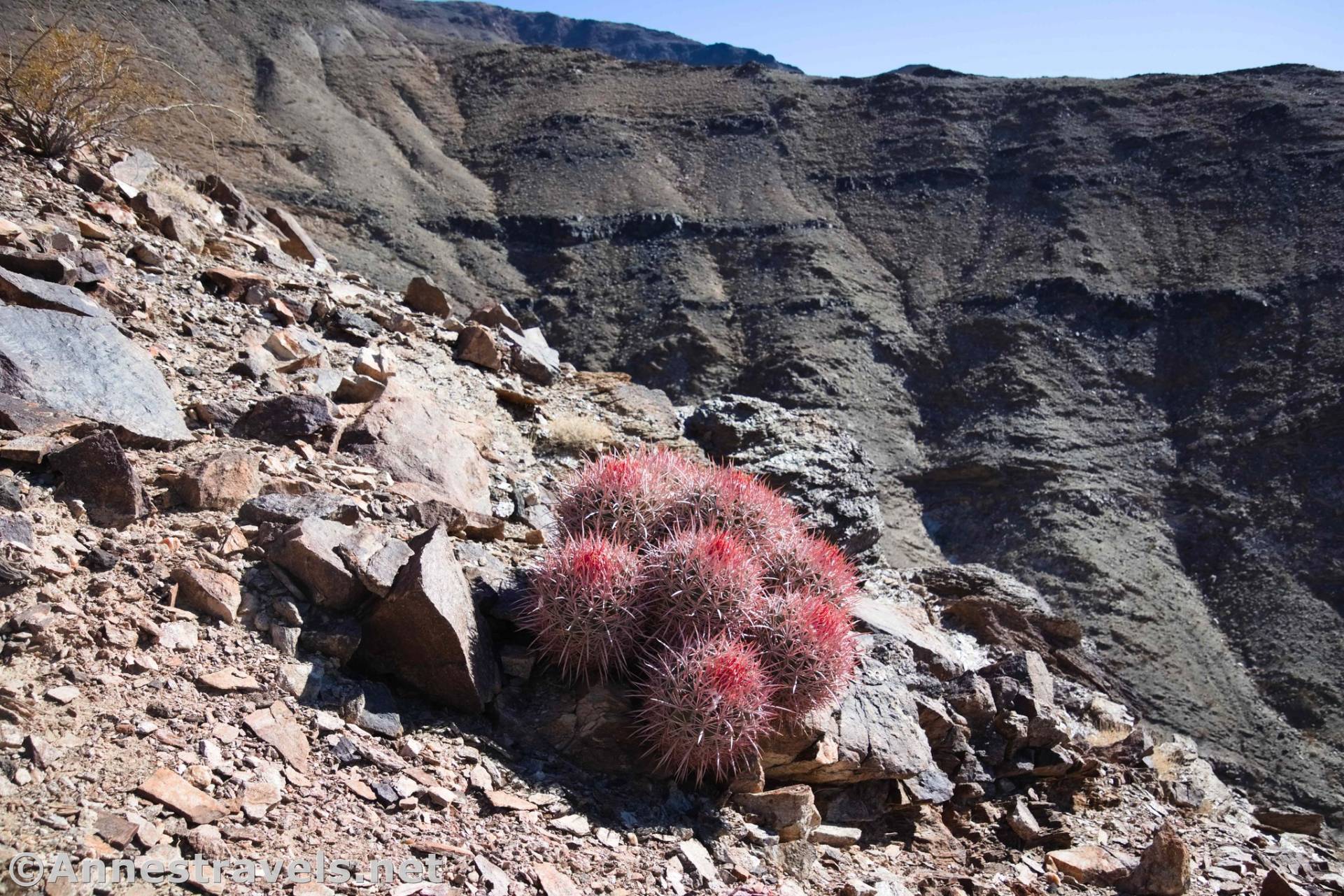 Cotton Top Cactus near the Keane Wonder Mine, Death Valley National Park, California