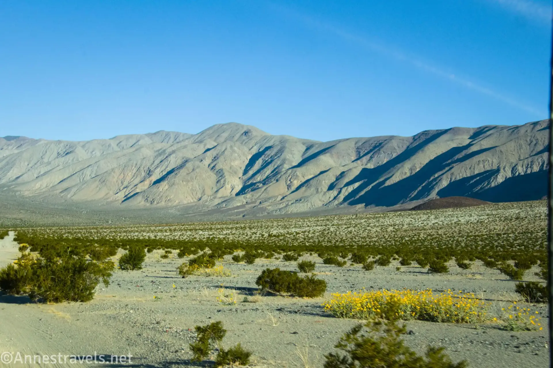 Yellow wildflowers between green desert bushes on a plain below dry mountains
