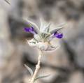 Wildflowers along the Echo Canyon Road, Death Valley National Park, California