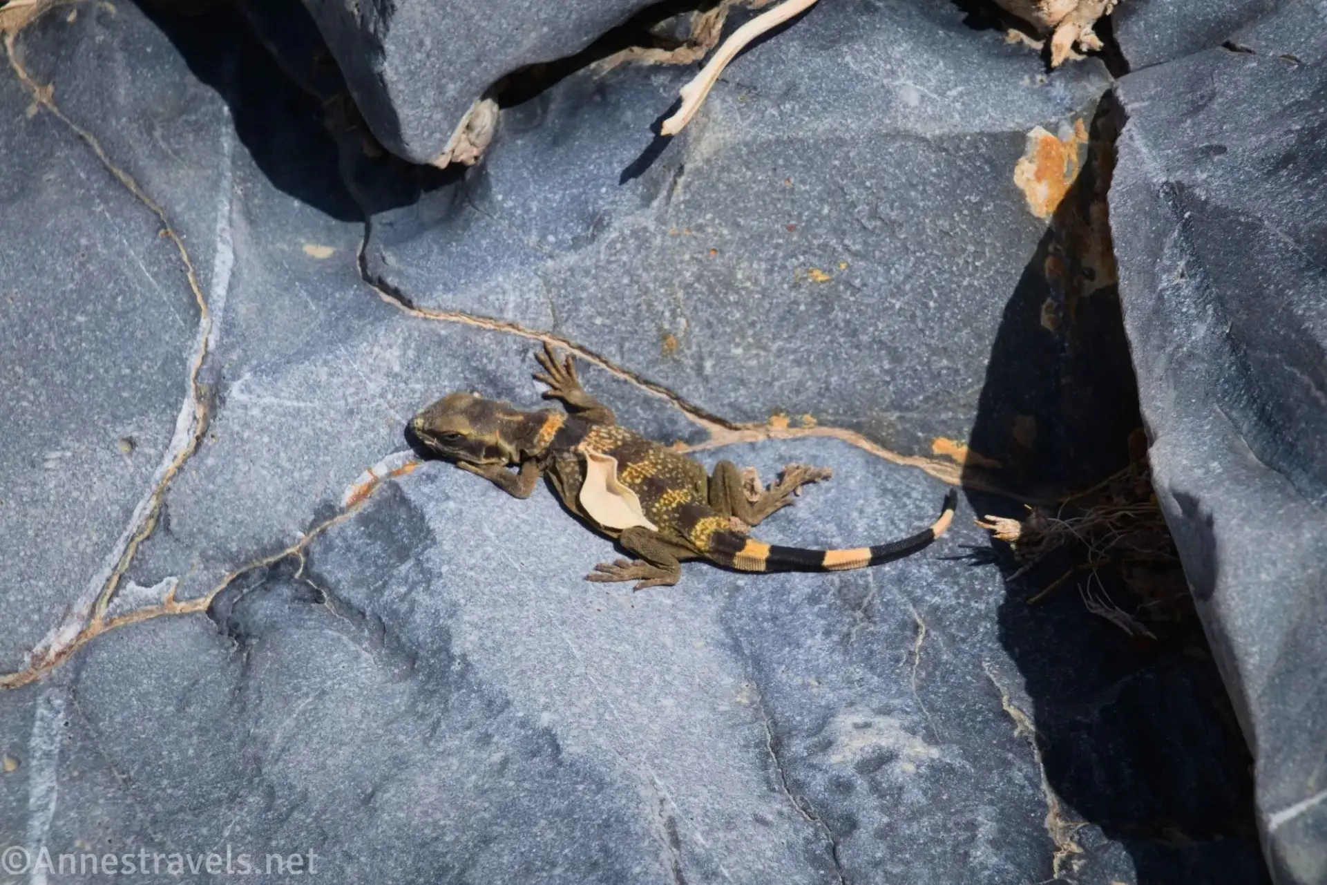 Common chuckwalla lizard on a gray rock with a brown leaf on it