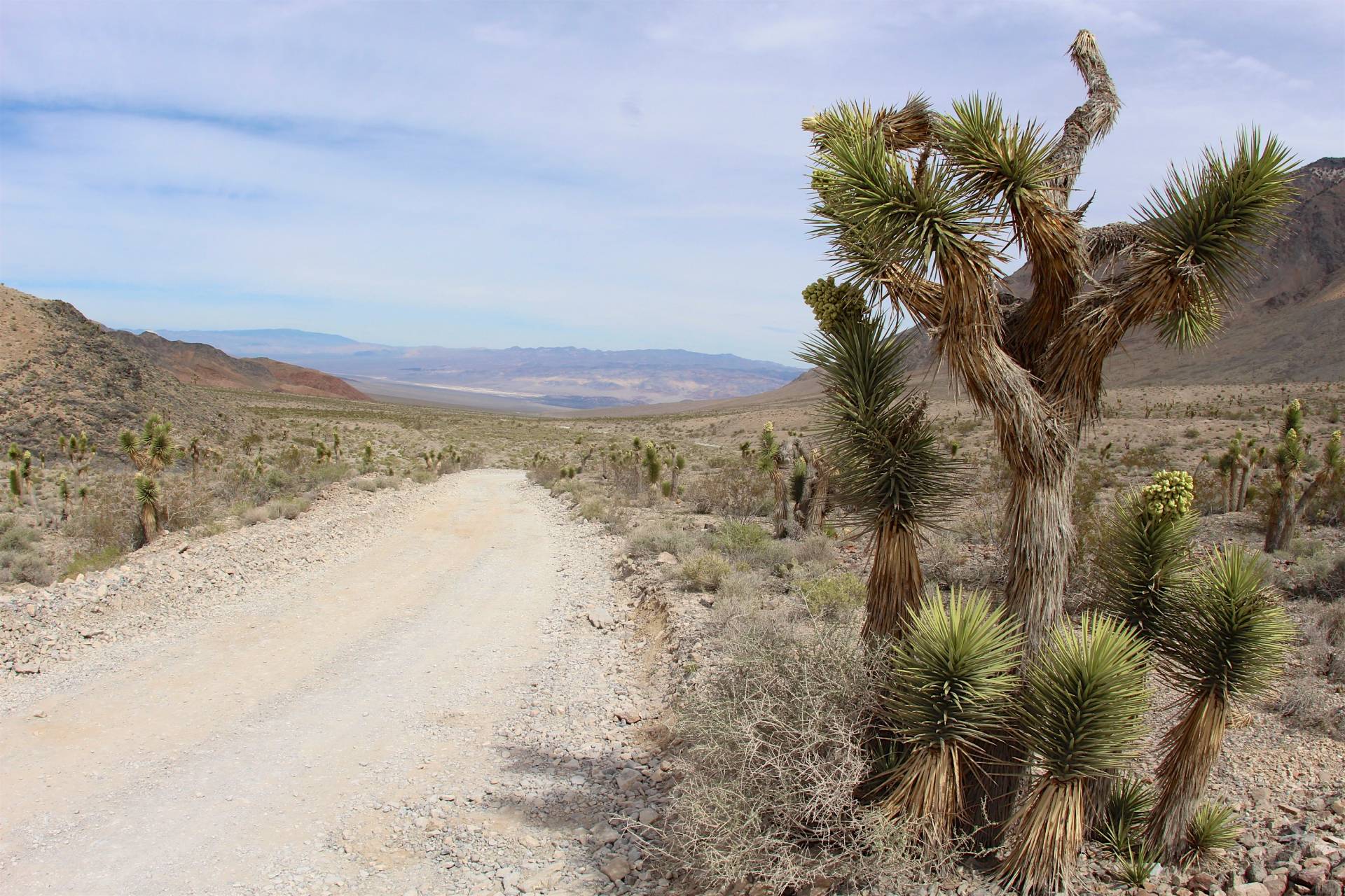 Joshua trees along the Racetrack Road, Death Valley National Park, California