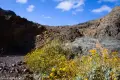 Wildflowers in Echo Canyon Road, Death Valley National Park, California