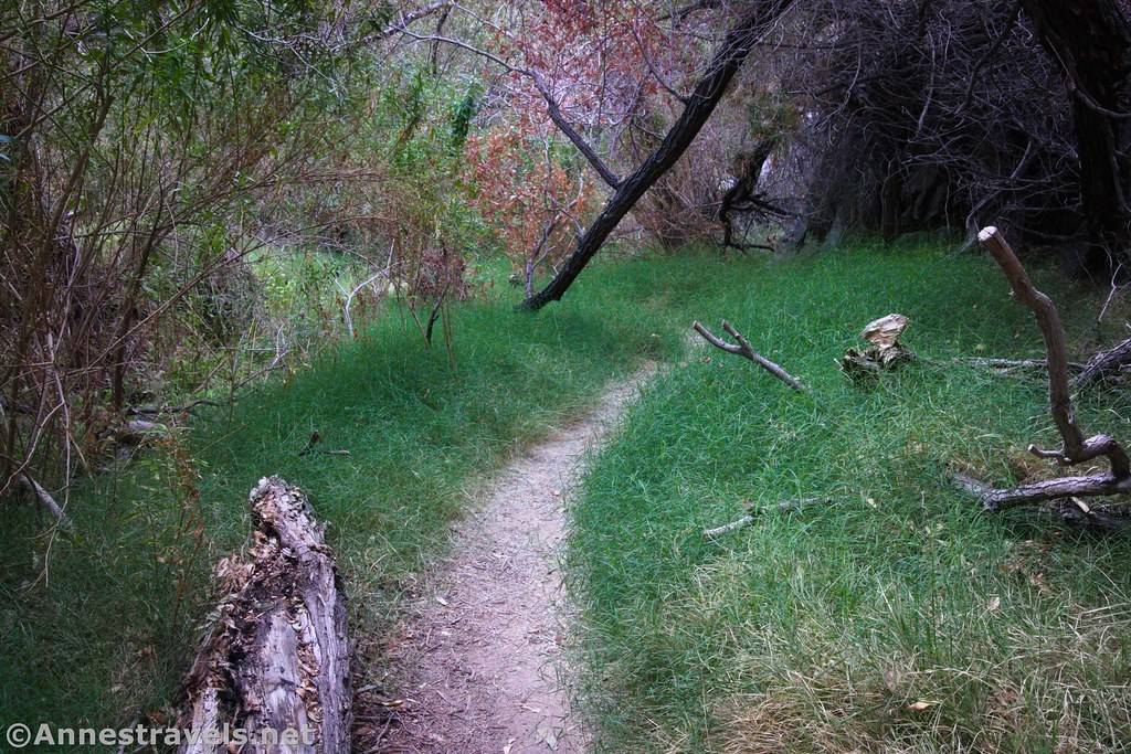 Grass and brush around a small trail 