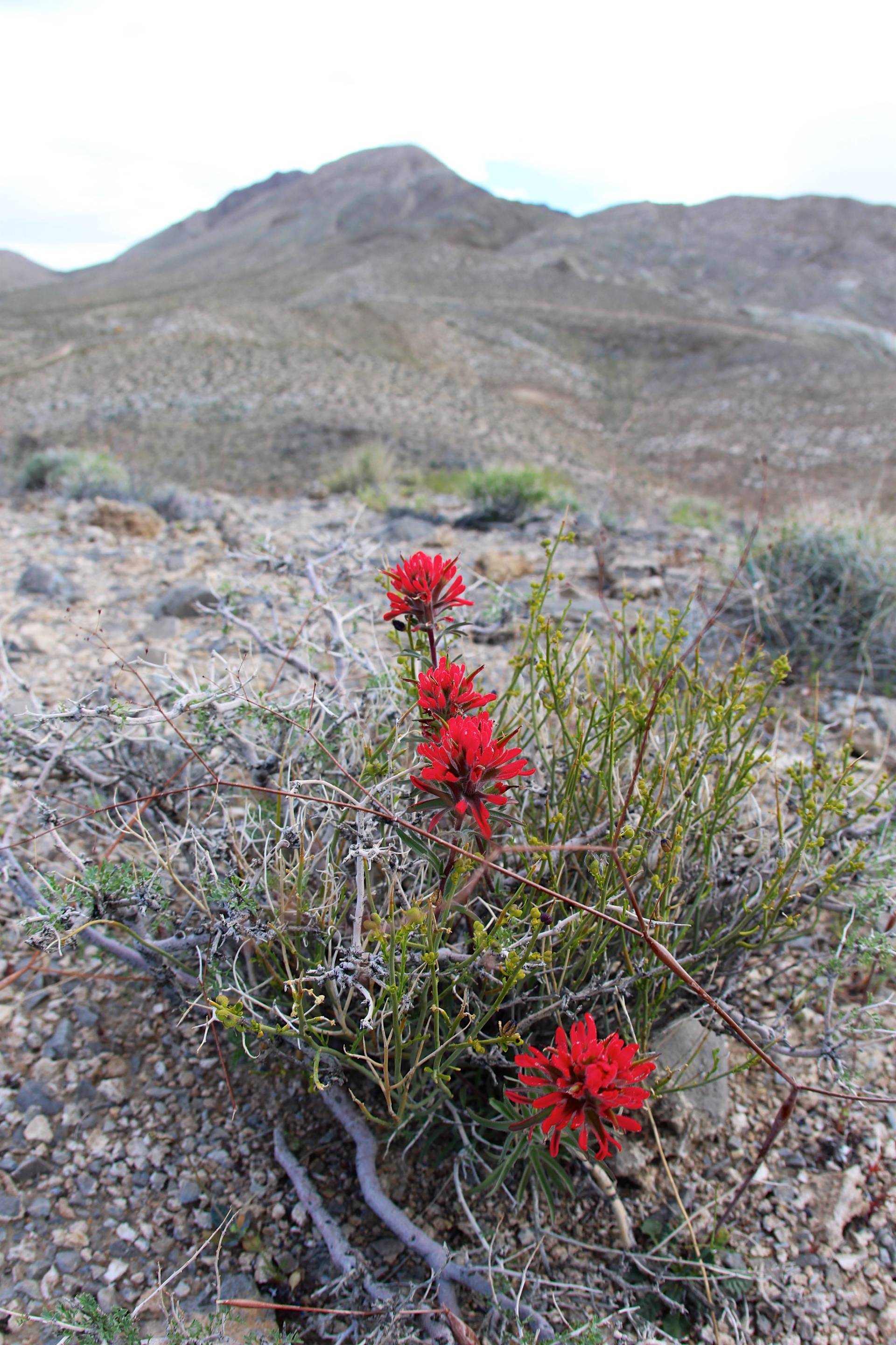 Wildflowers near the Lippincott Mine, Death Valley National Park, California