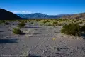 Walking Across the Desert Wildflowers and brush on a desert plain with distant rugged mountains