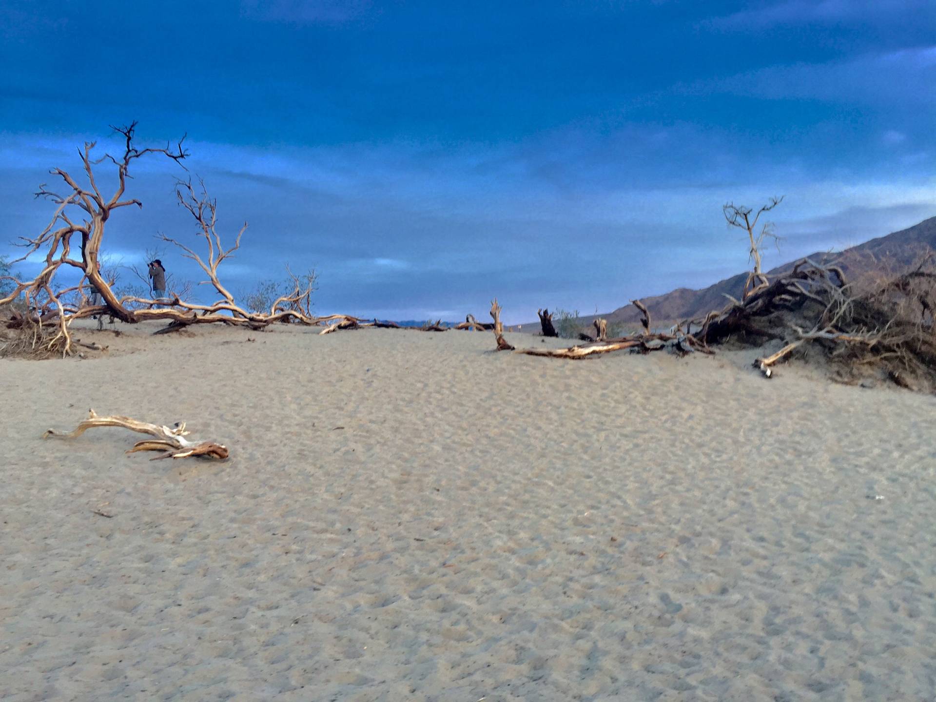 Dead trees at the Mesquite Sand Dunes, Death Valley National Park, California