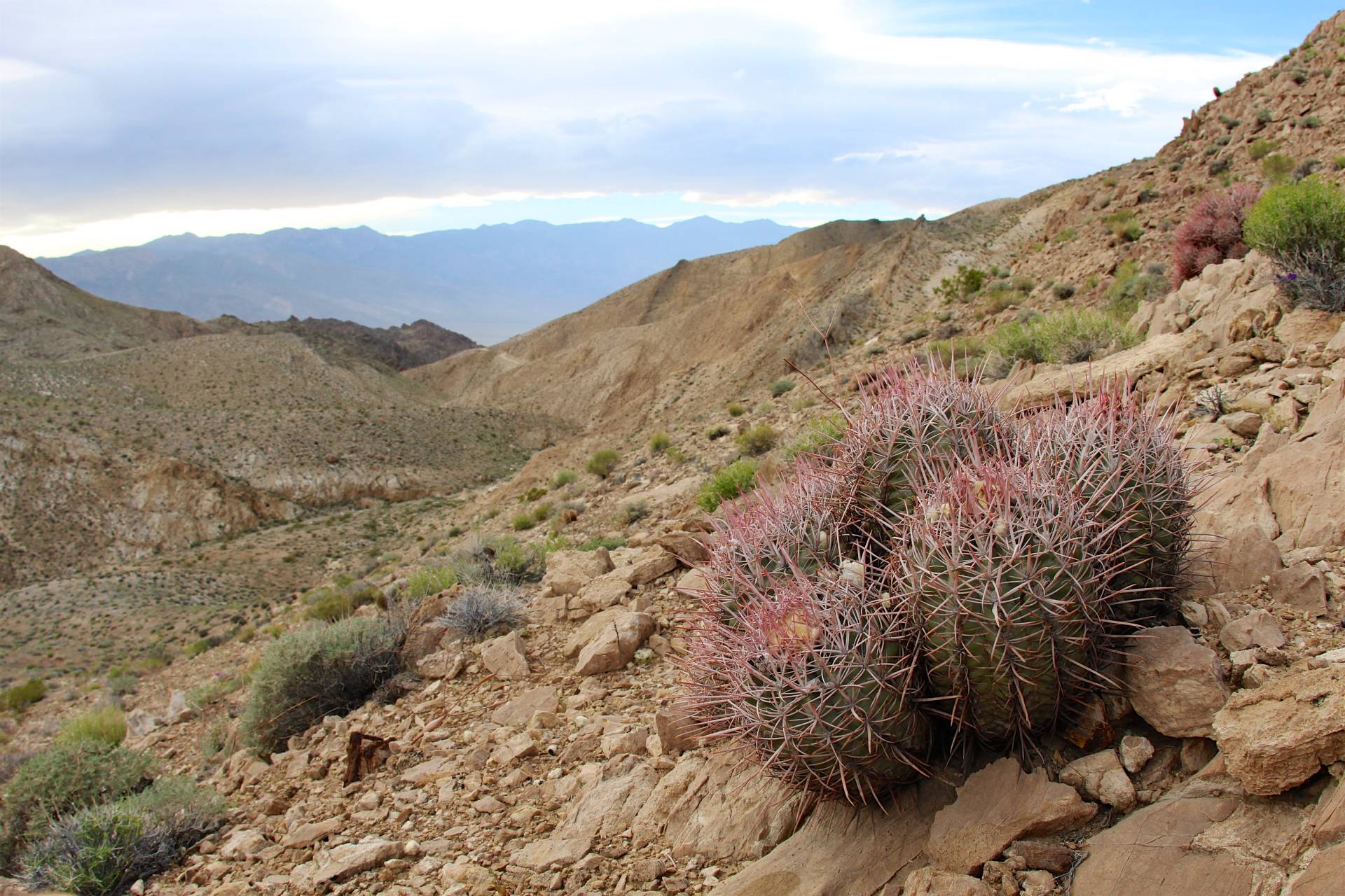 Cacti near the Lippincott Mine, Death Valley National Park, California
