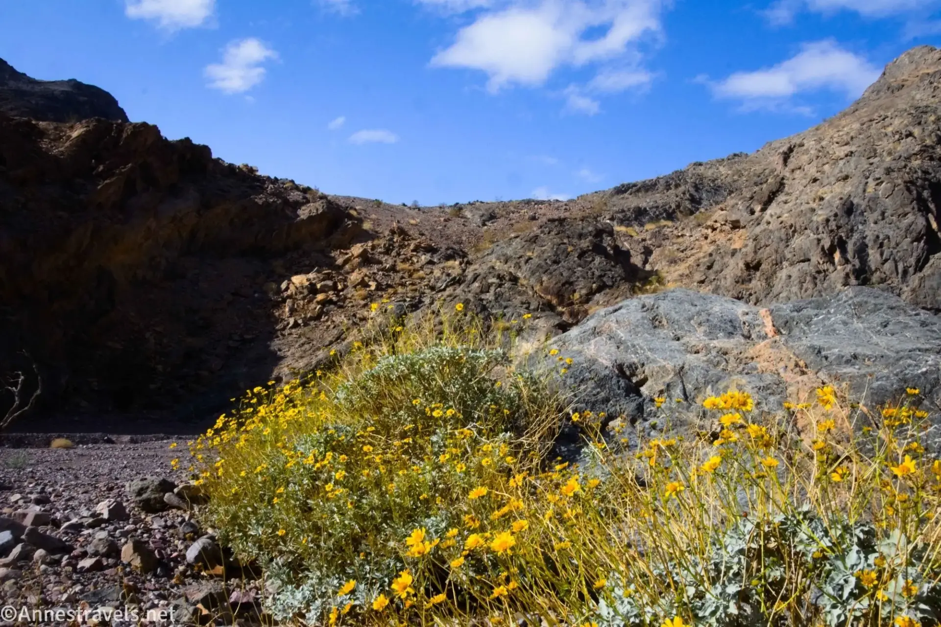Wildflowers in Echo Canyon Road, Death Valley National Park, California