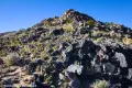 Wildflowers and Rocks Rocks and wildflowers with a rocky summit above