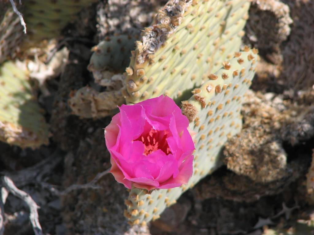 Flowering Prickly Pear Cactus near Monarch Canyon, Death Valley National Park, California