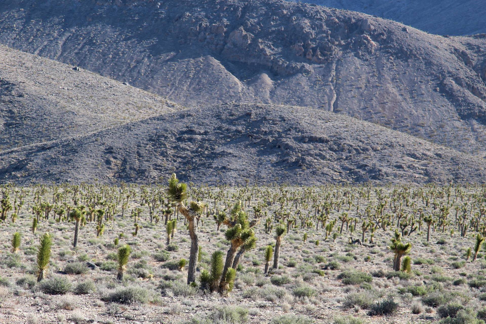 Joshua trees along the Racetrack Road, Death Valley National Park, California