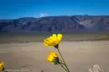Desert Sunflowers Closeup of yellow wildflowers with a desert plain and mountains in the blurry background
